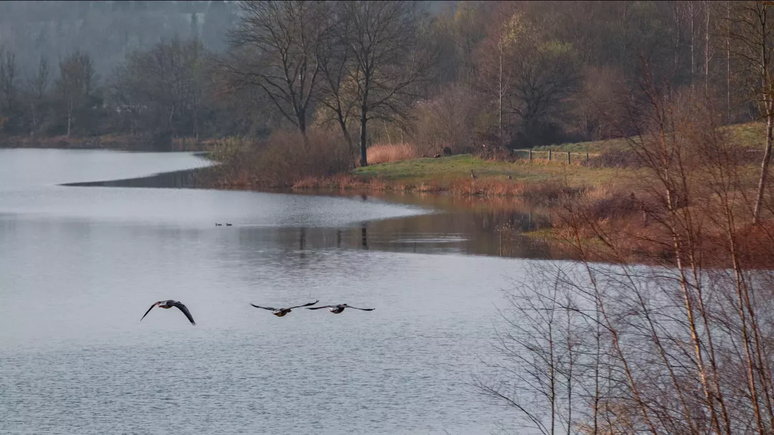 Loder Valley at Wakehurst, James Ratchford © RBG Kew A trio of bird fly over a lake flanked by forest