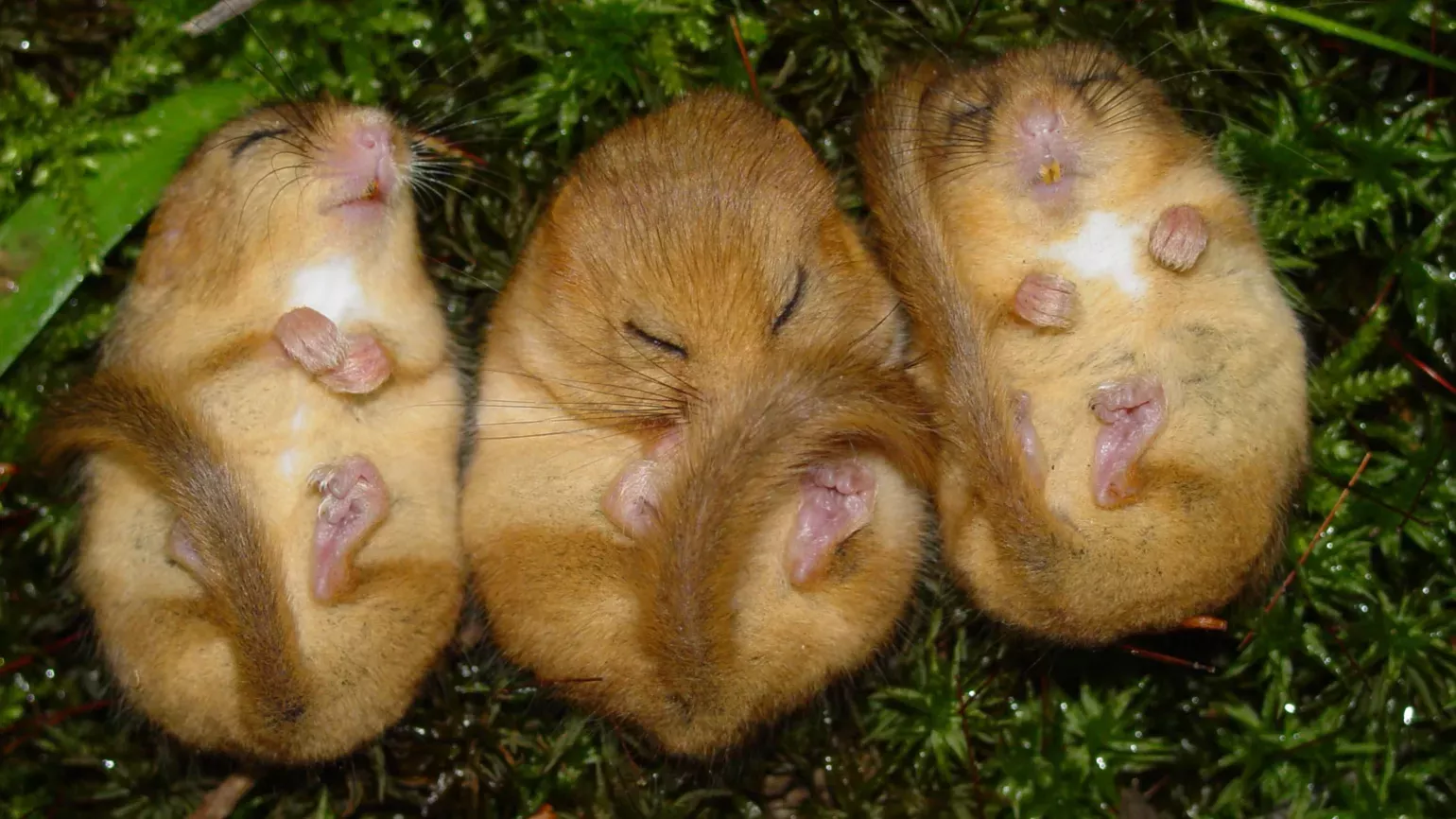 Dormice, Steve Robinson ©RBG Kew Resting dormice in the Loder Valley Nature Reserve