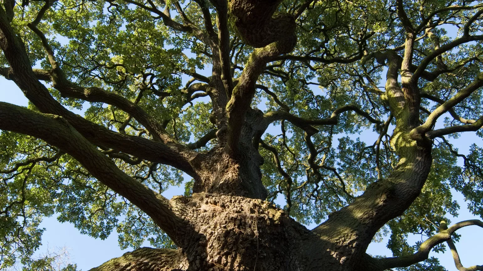 Lucombe Oak (Quercus x hispanica) © RBG Kew Lucombe Oak (Quercus x hispanica)