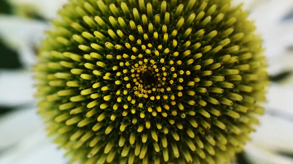 Macro shot of flower © RBG Kew