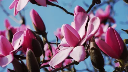 A cluster of pink magnolia flowers opened on a tree in front of a blue sky