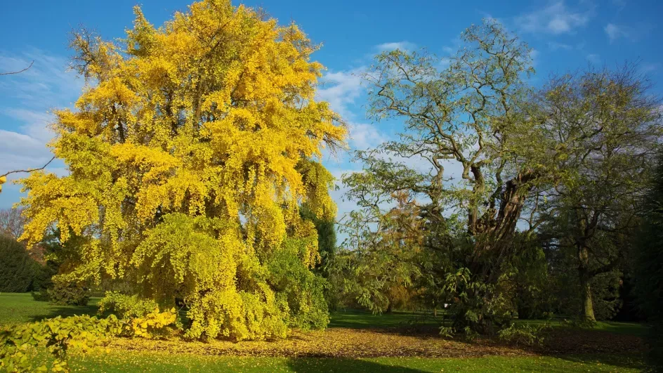 Ginkgo tree (Ginkgo biloba) in autumn, Andrew McRobb © RBG Kew