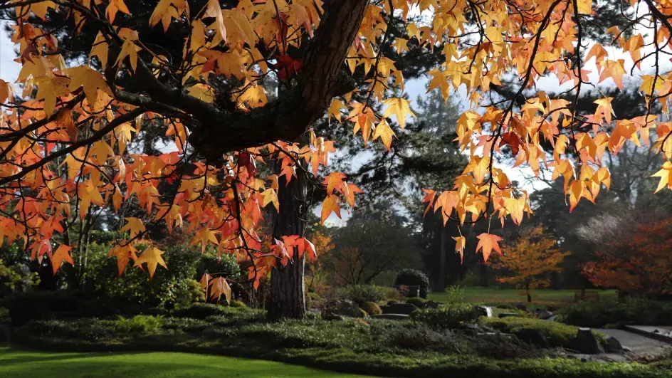 Autumn leaves and Japanese landscape