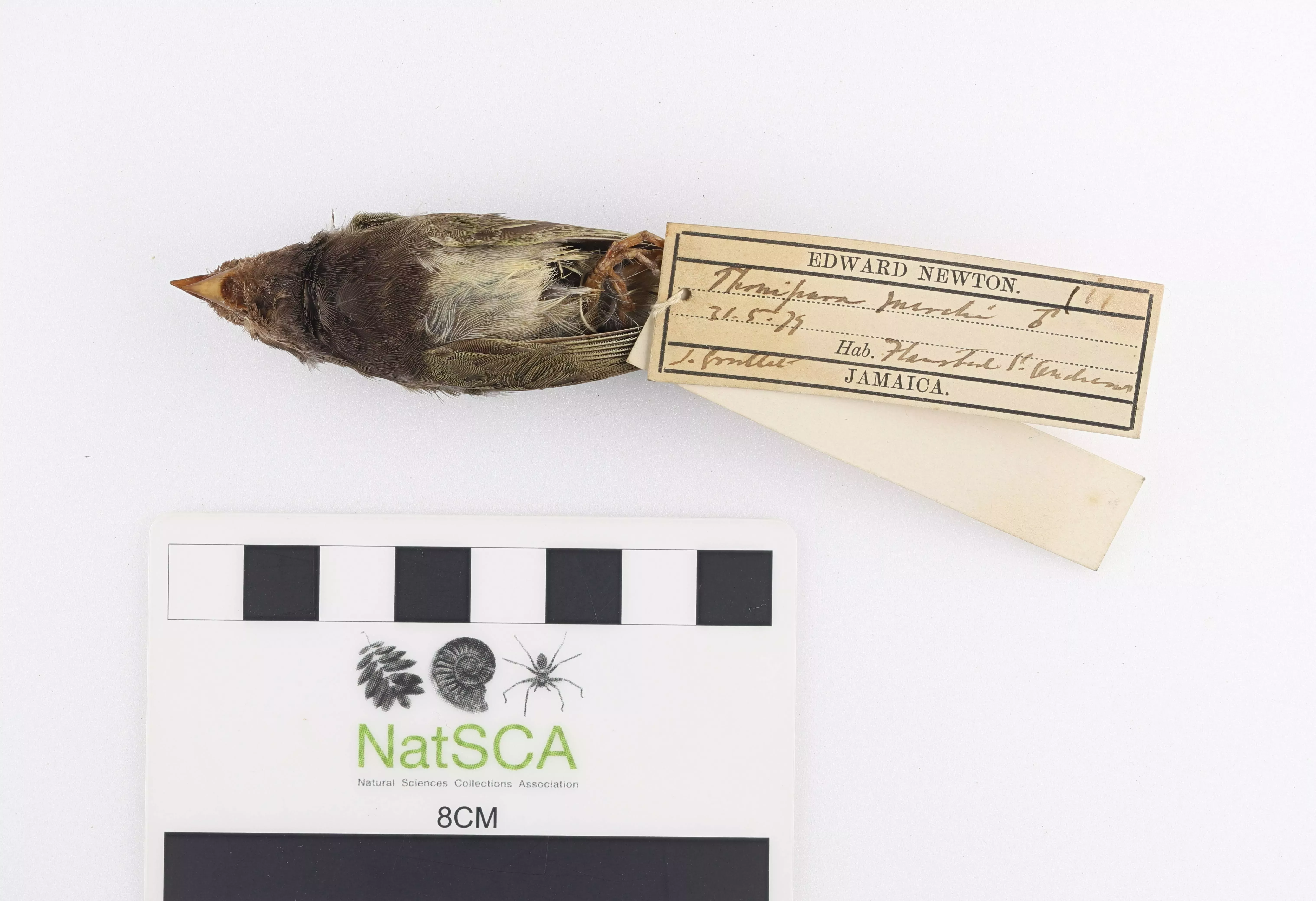 Melanospiza bicolor marchii A stuffed bird specimen with a label around its legs and a collection card beside it