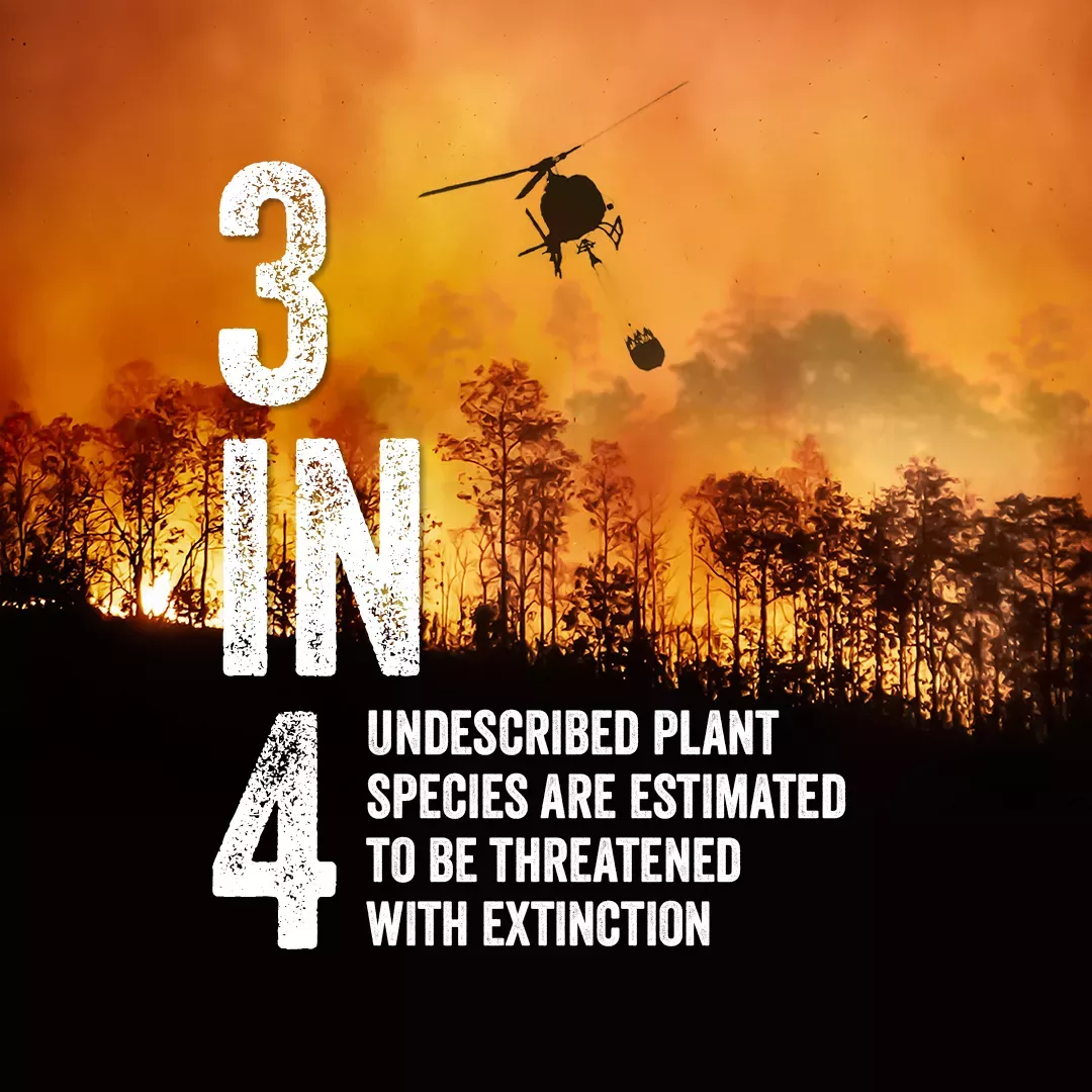 "3 in 4 undescribed plant species are estimated to be threated with extinction" is a major finding of the 2023 State of the World's Plants & Fungi report A helicopter fighting a forest fire is overlaid with the text "3 in 4 undescribedplant species are estimated to be threated with extinction"
