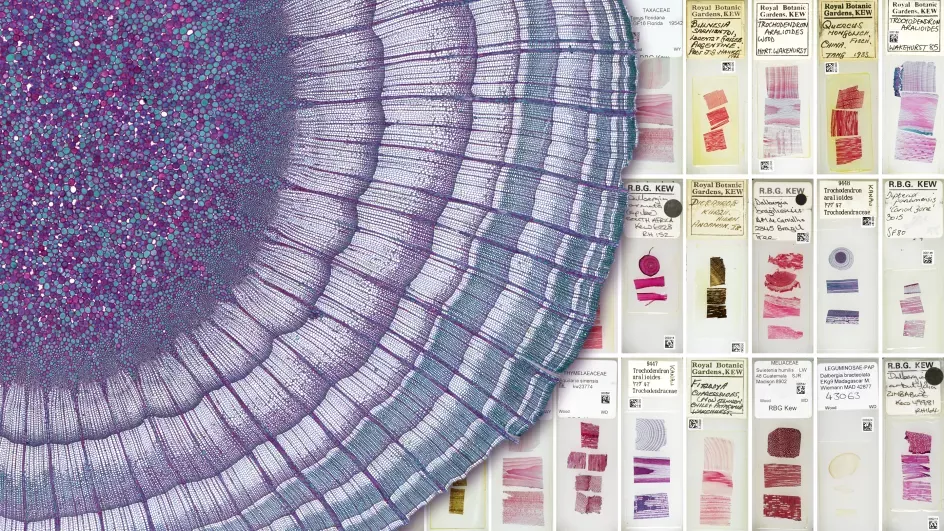 Microscope slides, RBG Kew