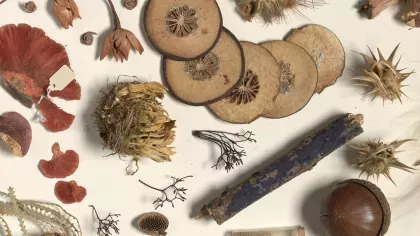 botanical specimens laid out on a white background  