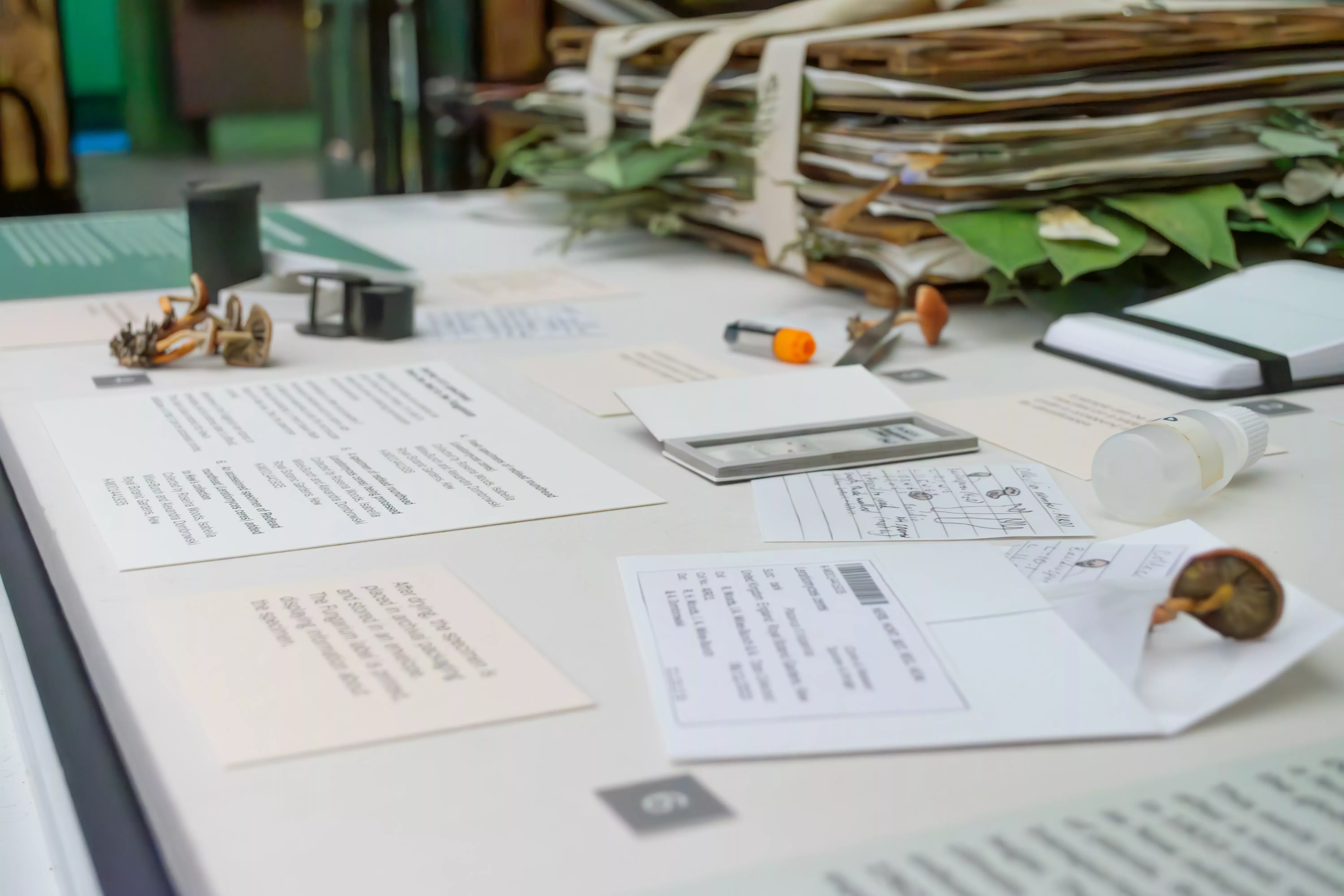 Beyond the Gardens botanical specimens with text laid out in a display case
