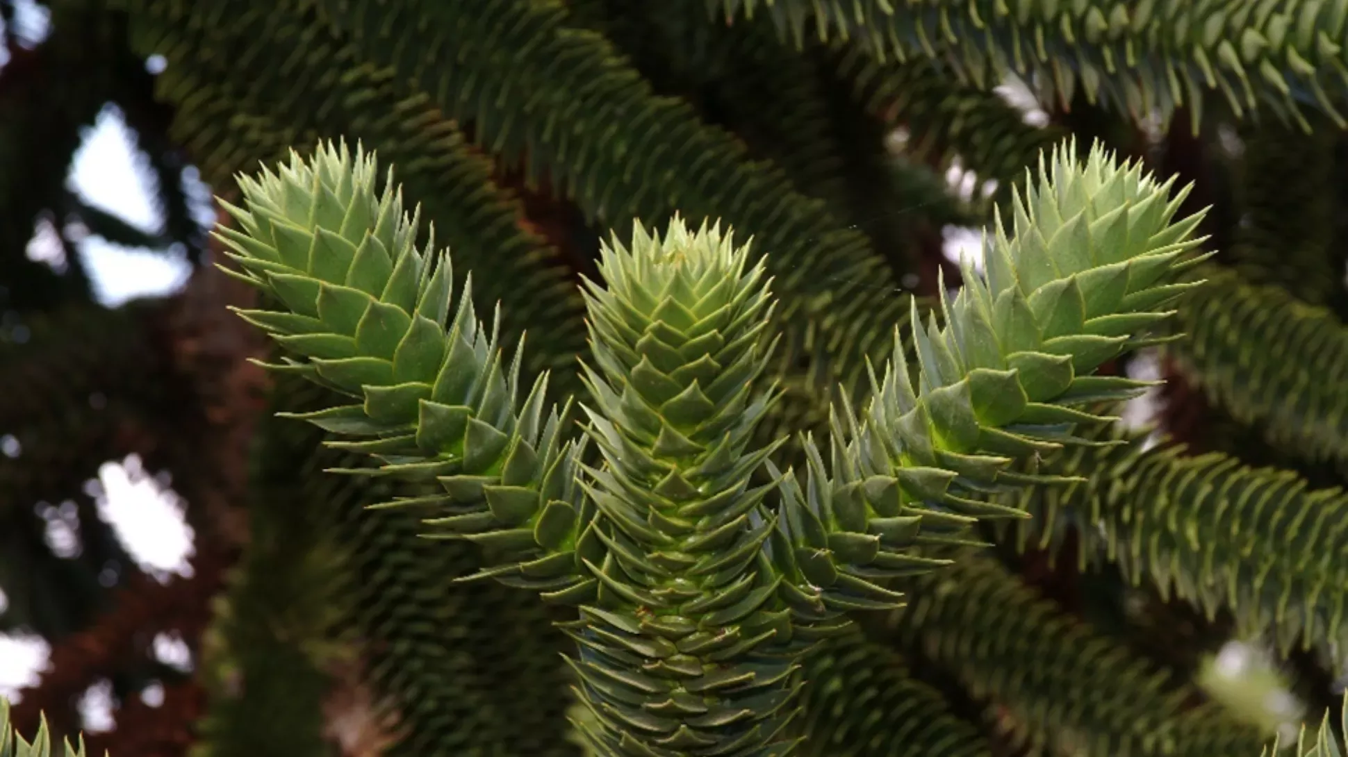 Monkey puzzle tree close up of the spikey branches of a monkey puzzle tree