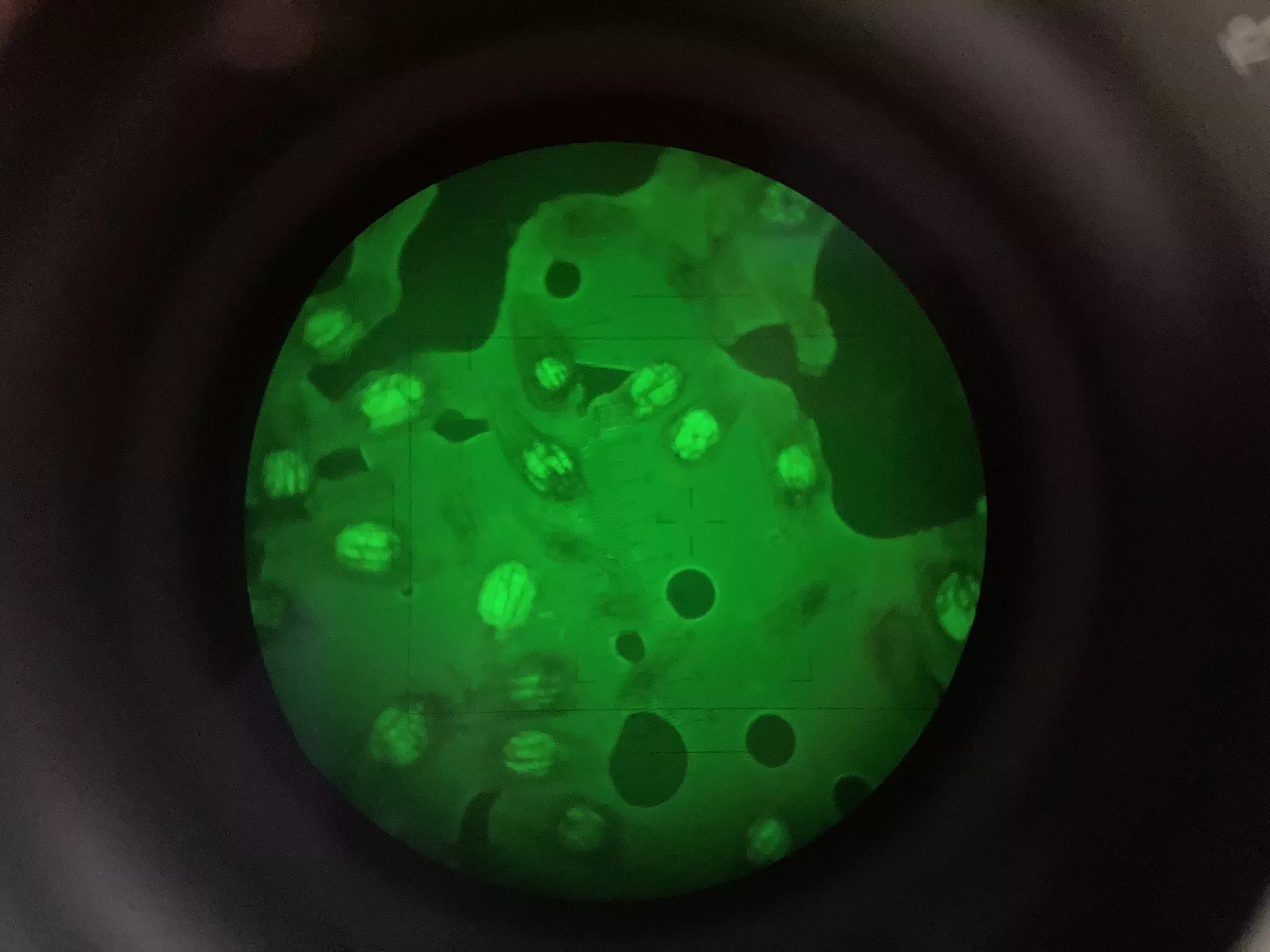 Dye viability test for monkey orchid seeds View down a microscope to glowing green orchid seeds.
