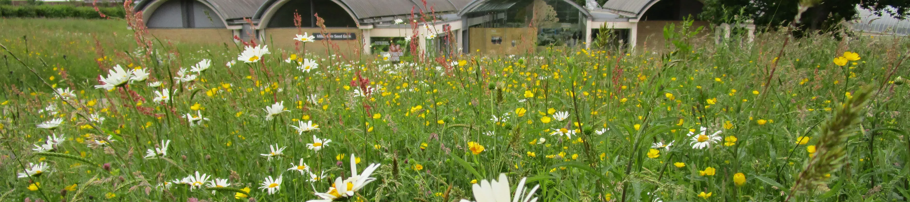 Millennium Seed Bank © RBG Kew. The Millennium Seed Bank building exterior at Wakehurst. In front is a grassy verge covered in daisies