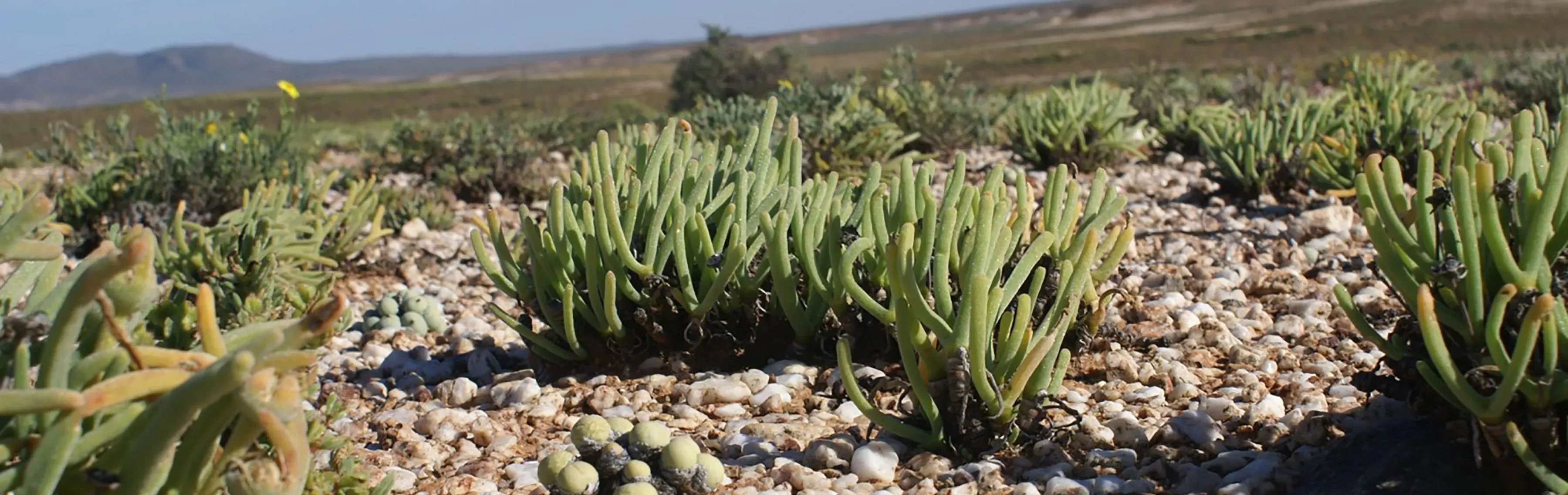 Succulents surrounded by stones