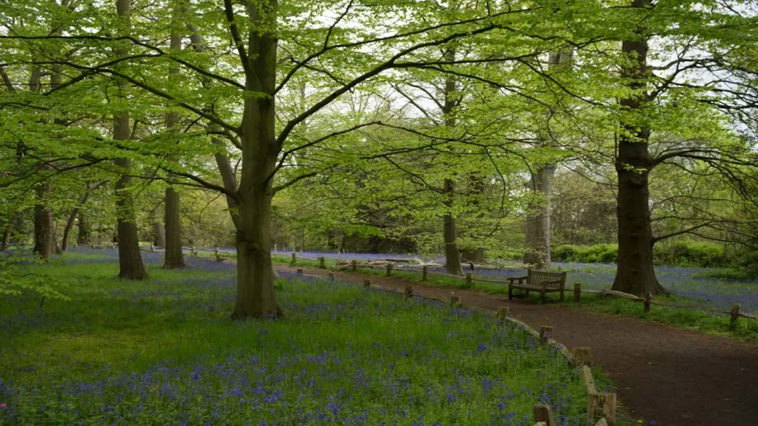 The Woodland Walk A trail through the Natural Area