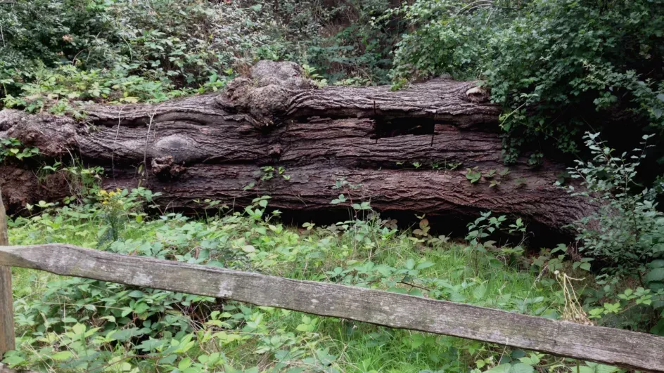 Stag beetle loggery, RBG Kew