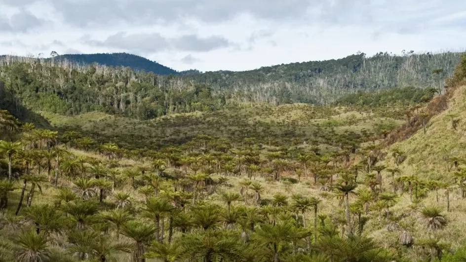 New Guinea © RBG Kew.
