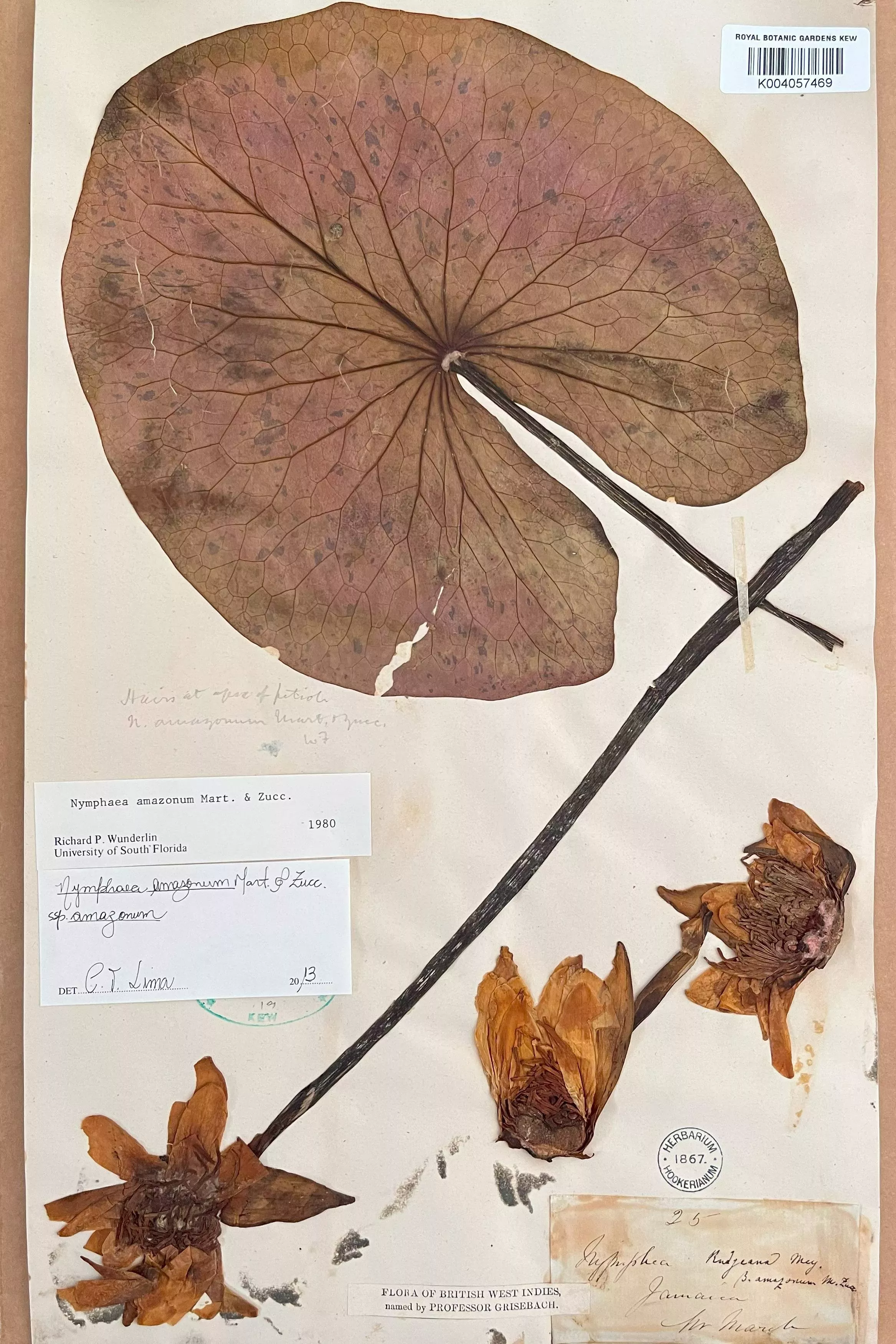 Nymphaea amazonum herbarium sheet Dried herbarium specimen of a water lily leaf and flower
