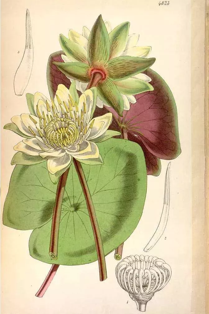 Botanical illustration of Nymphaea amazonum Botanical illustration of the night water lily