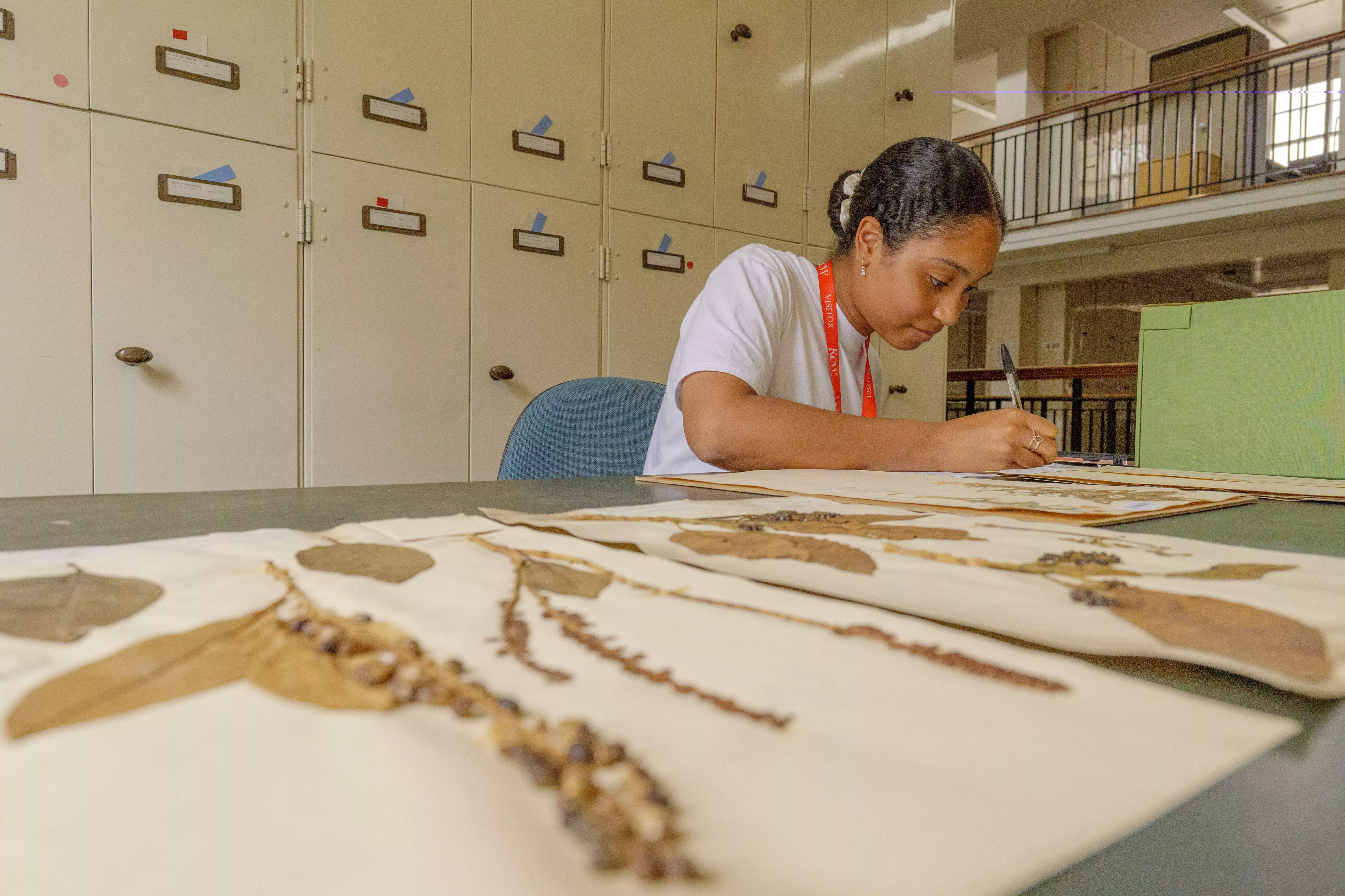 Olivia Beavers visiting Kew's herbarium A woman examining herbarium specimens sitting at a table in Kew's herbarium