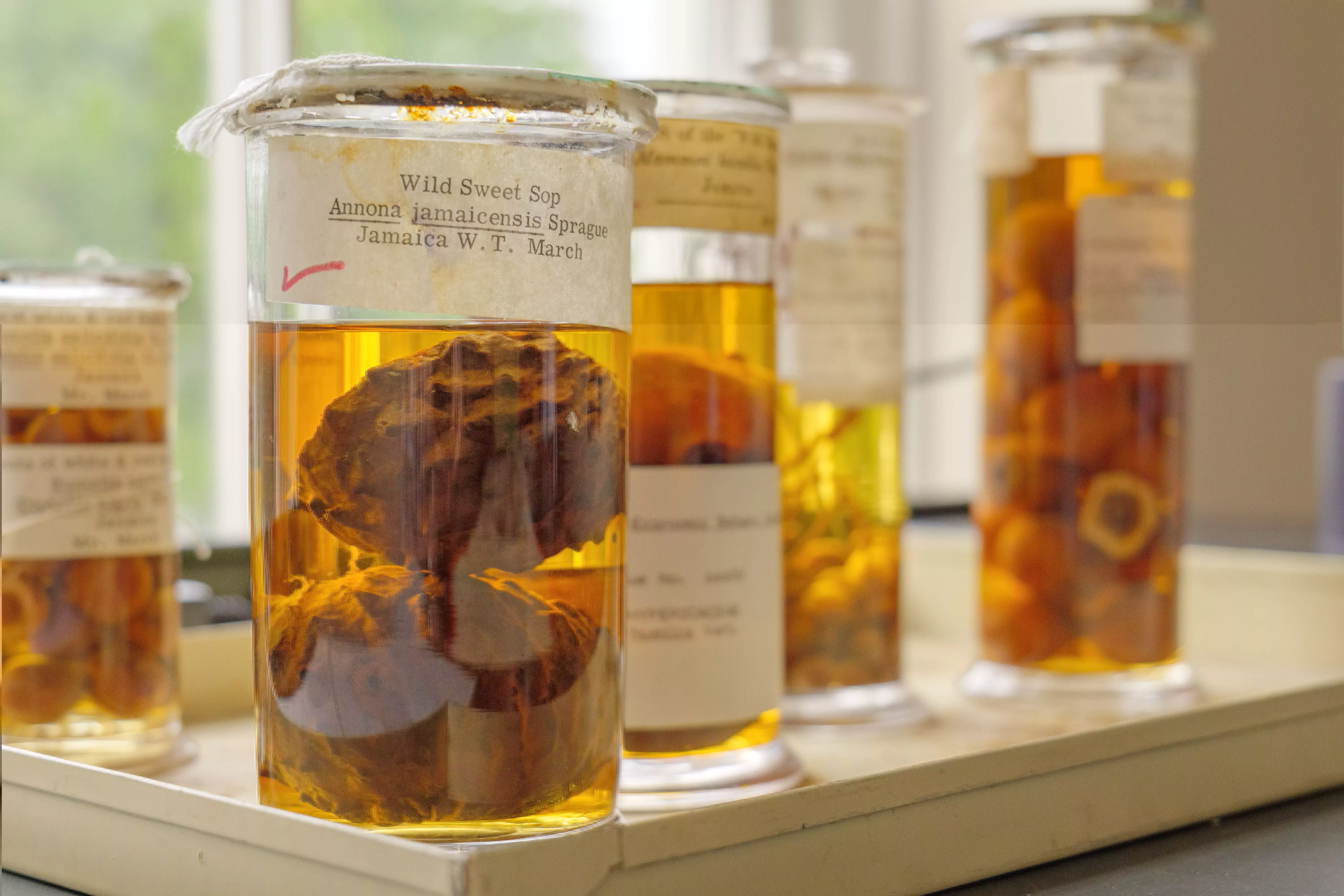 Fruit specimens preserved in spirit, from Kew's Economic Botany collection Five glass jars filled with preserved fruit specimens and labelled accordingly