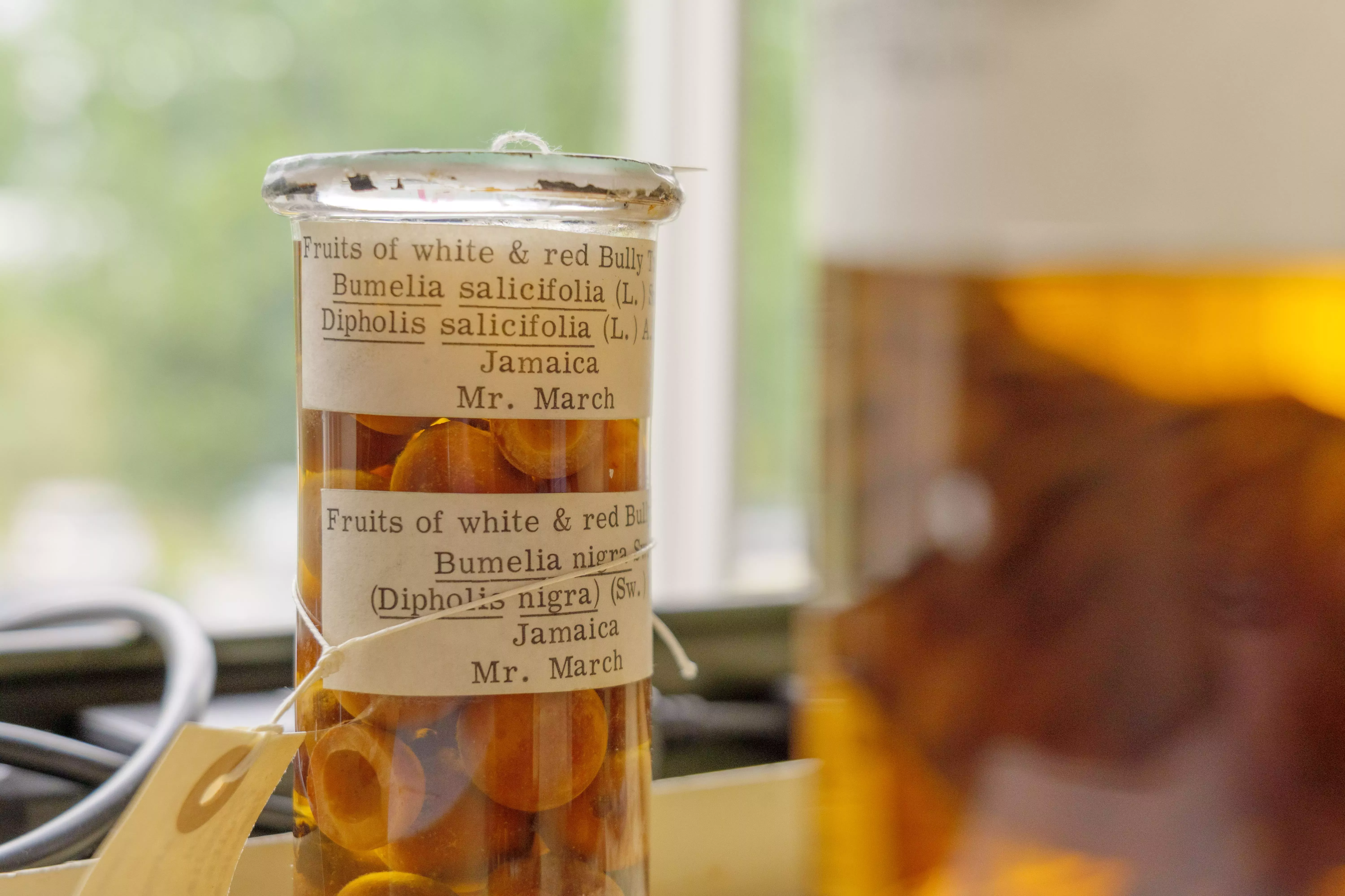 Fruit specimens preserved in spirit, collected by W. T. March A single glass jar of fruit specimens in spirit, labelled as the fruits of the red and white Bully