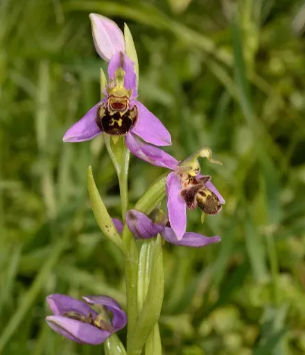The pink flowers of the Bee orchid Ophrys apifera The pink flowers of the Bee orchid Ophrys apifera
