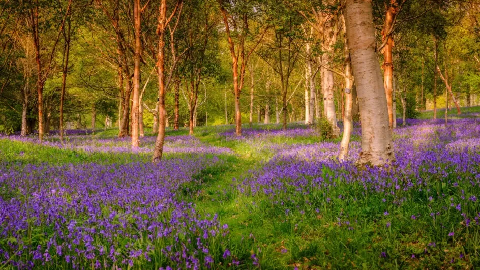 Bluebells in Bethlehem wood, Wakehurst, Jim Holden © RBG Kew