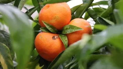 Citrus sinensis