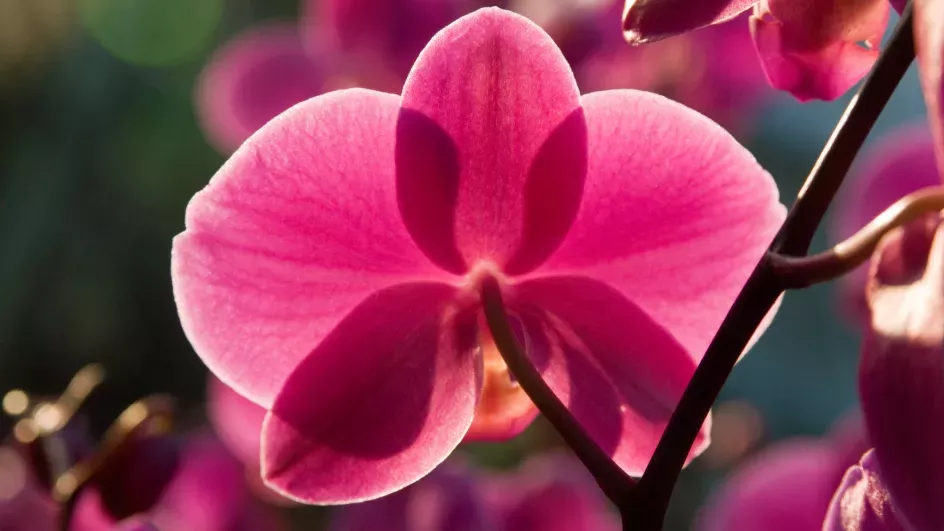 Orchid close-up, Paul Little ©RBG Kew
