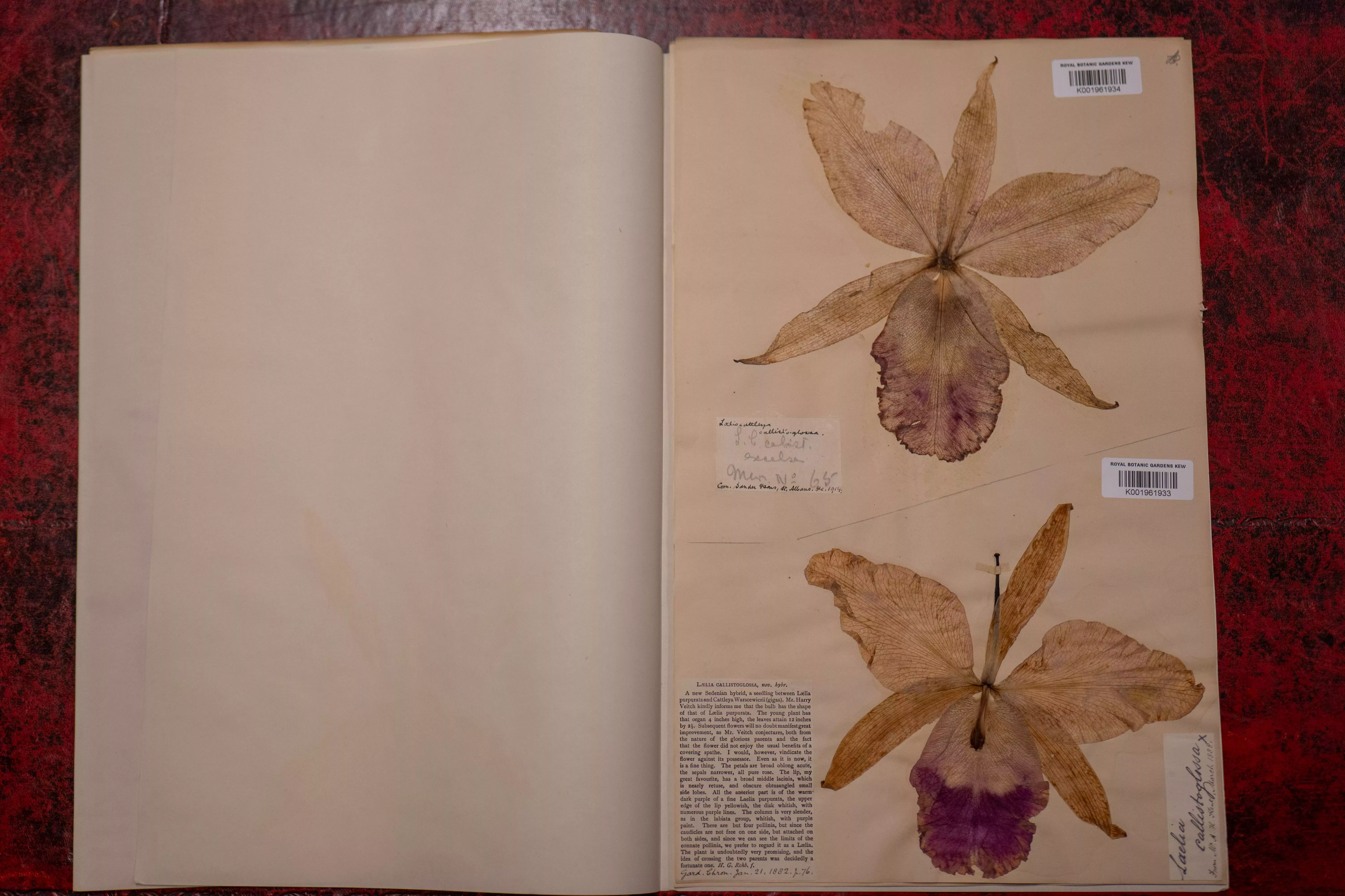 Orchid specimen Laelia callistoglossa Herbarium specimen showing a dried orchid