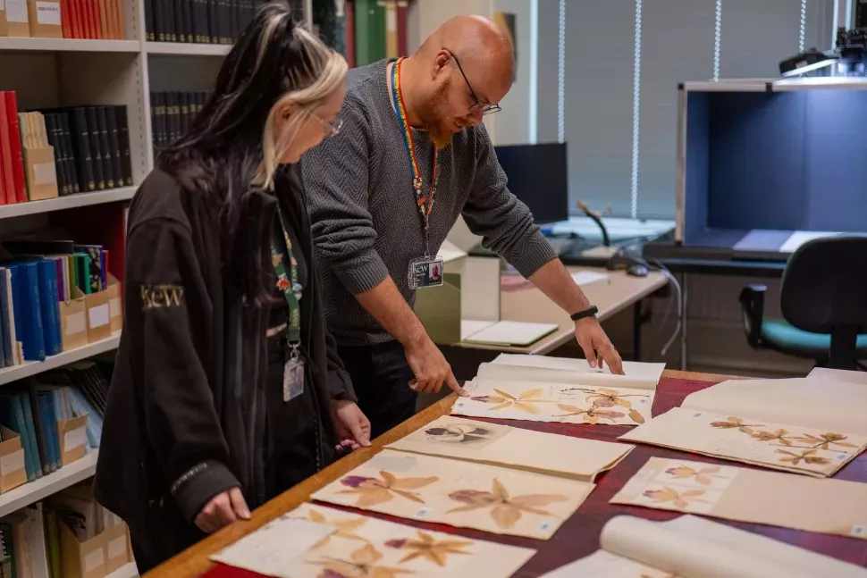 Kew's orchid library and specimens Two staff at Kew learn over and look at orchid specimens on table