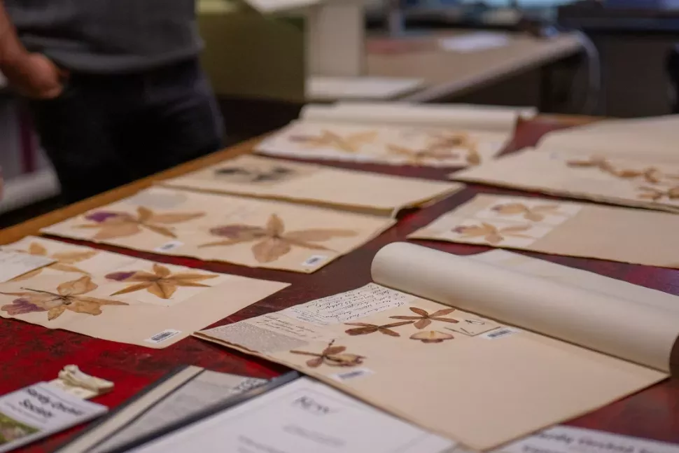 Kew's orchid library and specimens Two staff at Kew lean over and look at orchid specimens on table