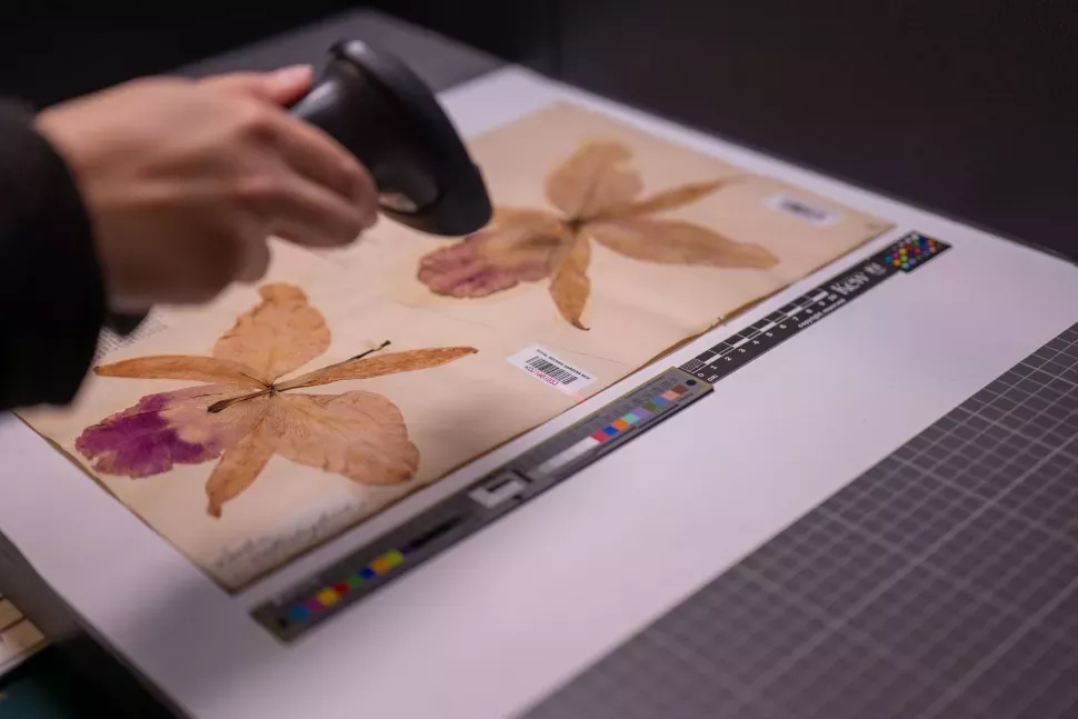 Orchid specimens has its barcode scanned A herbarium orchid specimen gets its barcode scanned by a digitiser