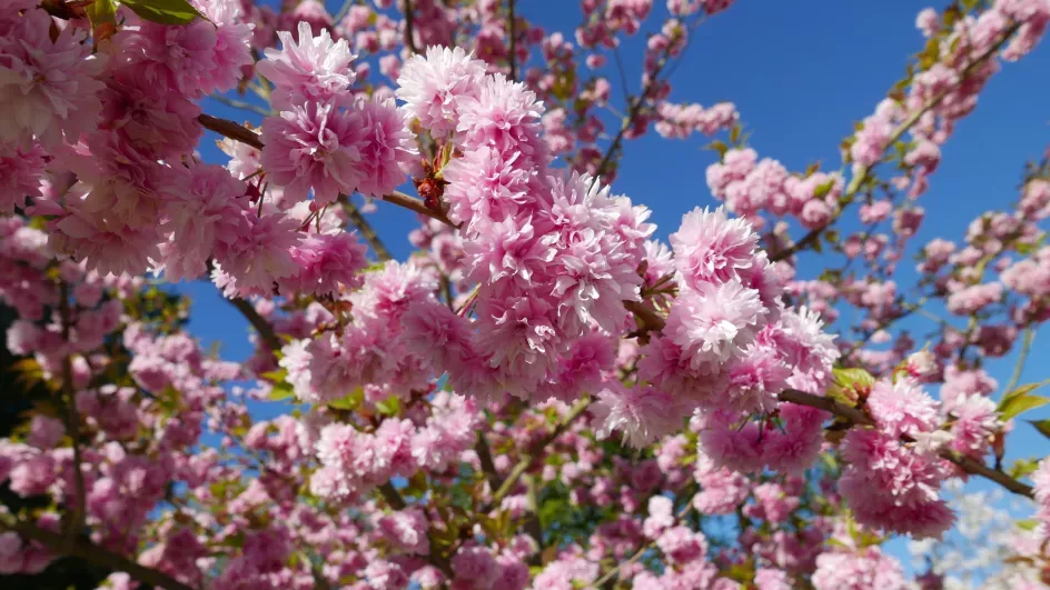 Deep pink blossom of Japanese cherry cultivar, Prunus 'Asano' © Tony Kirkham