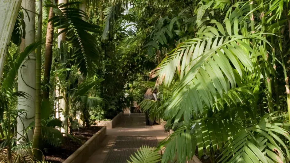 The Palm House © RBG Kew