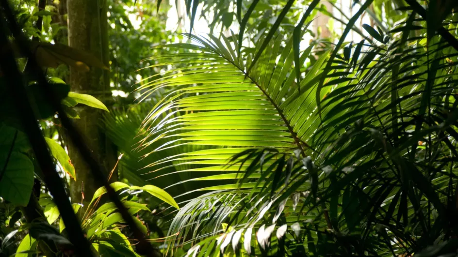 Palm House, Jeff Eden ©RBG Kew