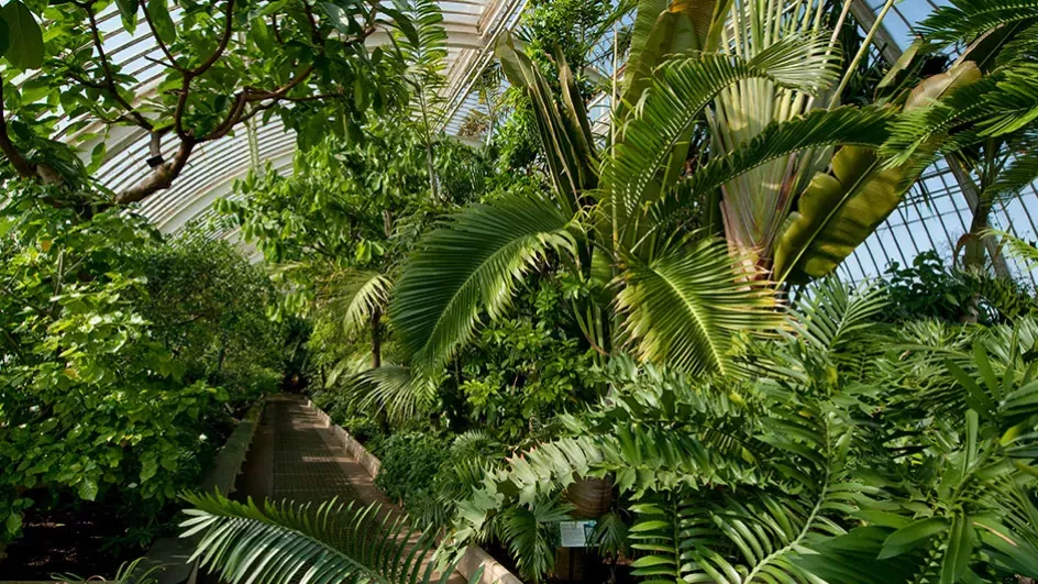 The Palm House ©RBG Kew