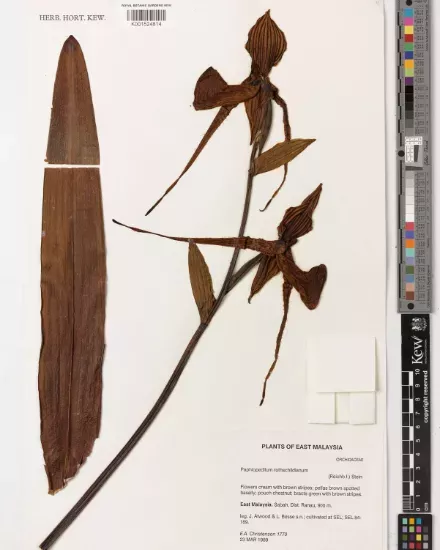 Orchid specimen showing it's flowers and stem Orchid specimen showing it's flowers and stem