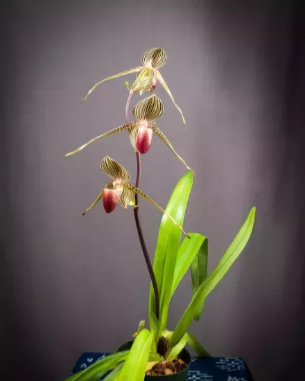 Orchid specimen Orchid specimen showing it's flowers and stem