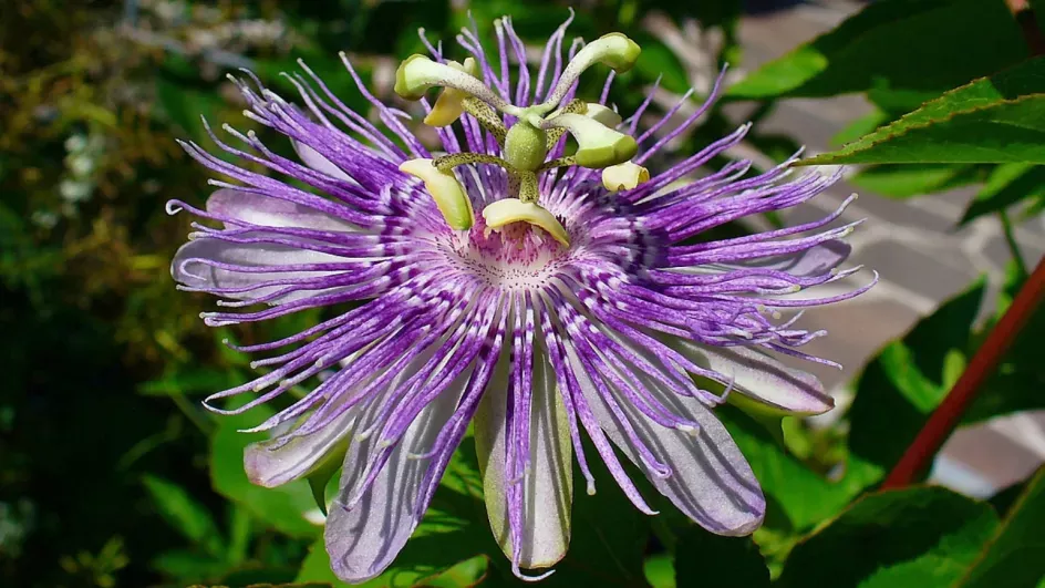 Purple passionflower © H. Zell on Wikimedia Commons