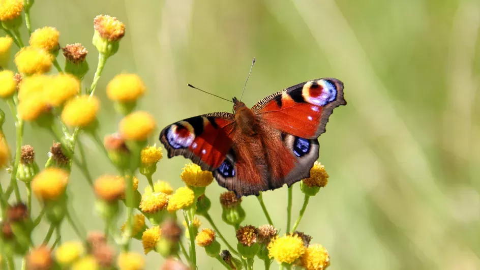 Peacock butterfly © Ed Van Duijn/Unsplash