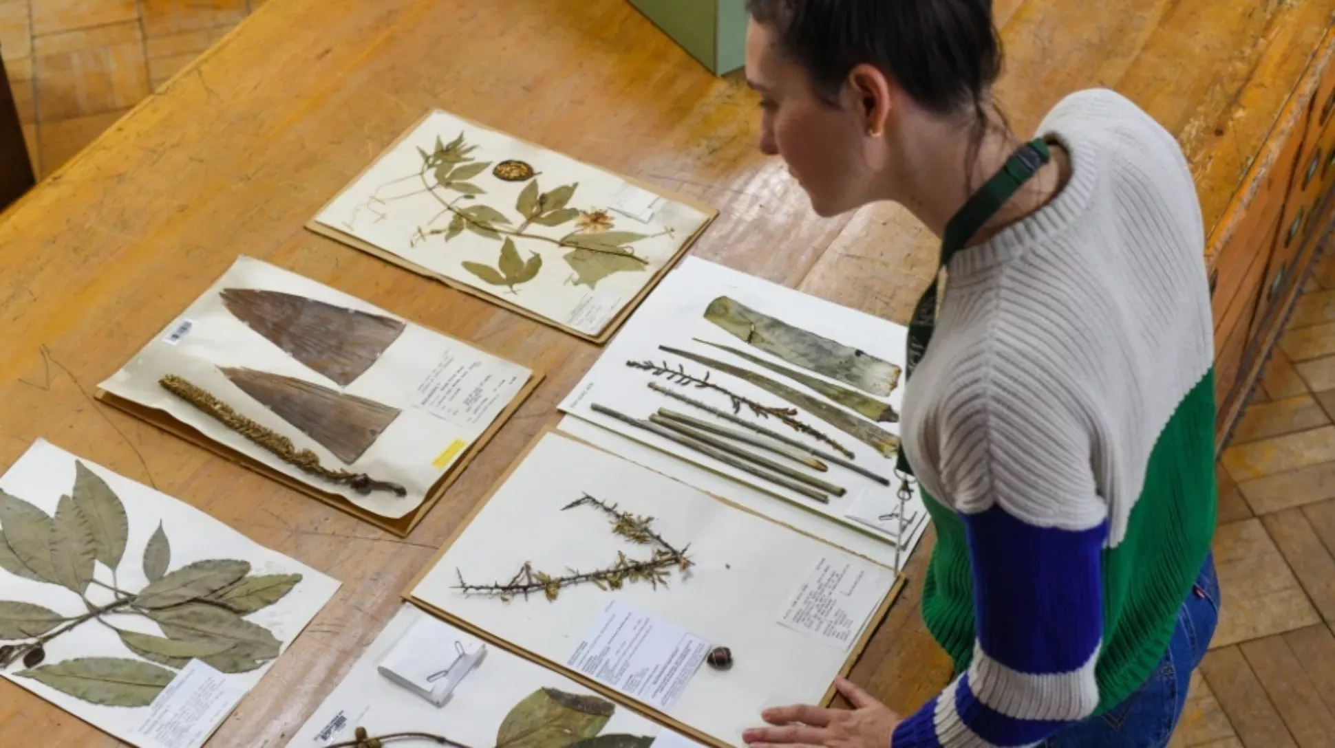 Herbarium specimens from Kew's Herbarium © RBG Kew Person looks at plant specimens that on a table in Kew's Herbarium.