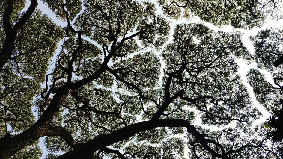 Crown shyness as seen from below, taken by Hrathvik Shetty, Pexels