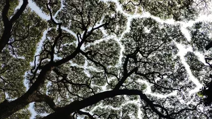A view of treetops from below, showing distinct gaps between adjacent tree canopies