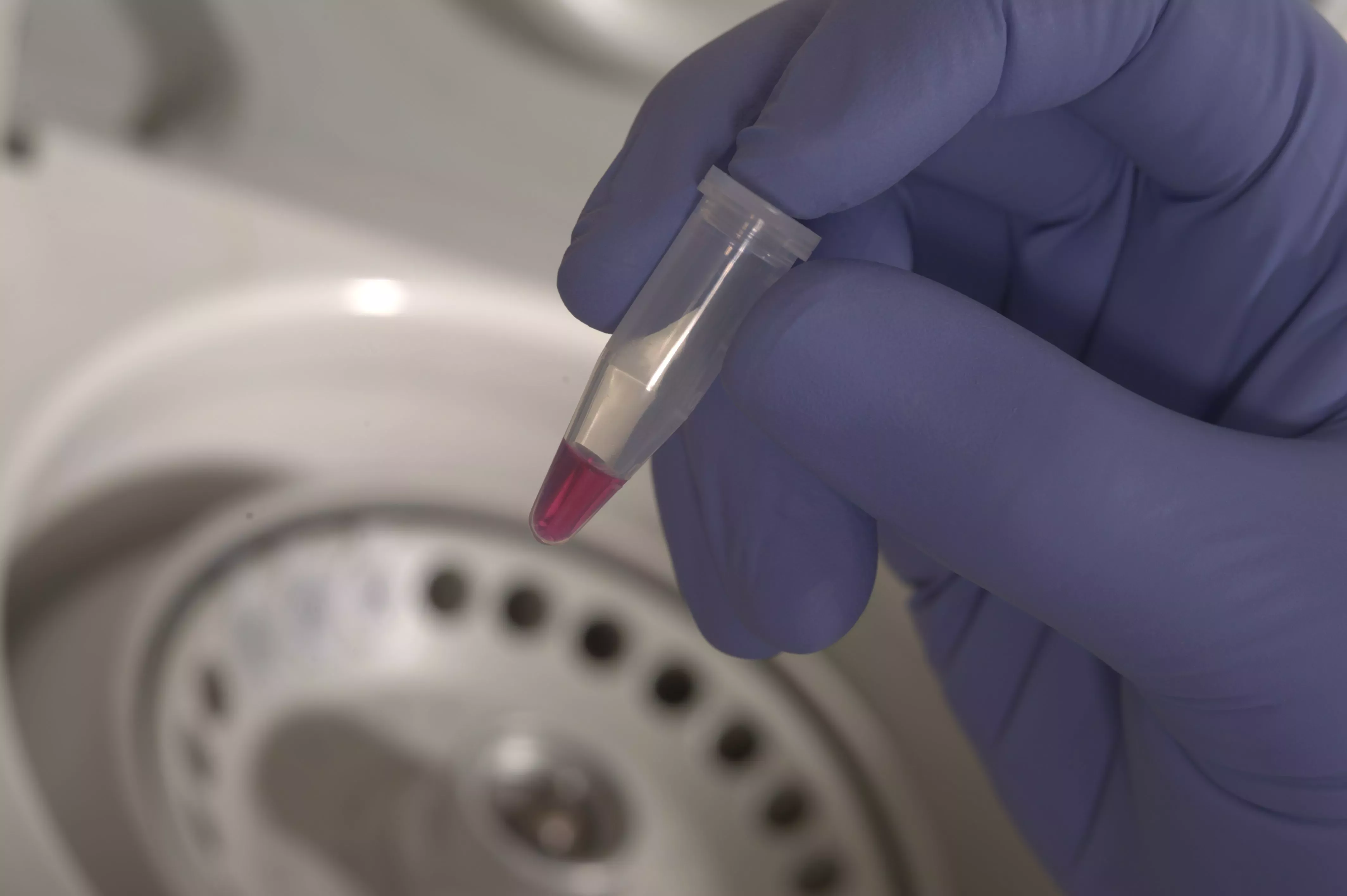 A DNA sample © RBG Kew A gloved hand holding a tiny tube filled with pink liquid, with a centrifuge in the background