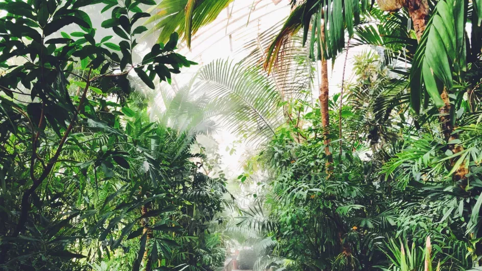 Inside the Palm House, Ellen McHale © RBG Kew