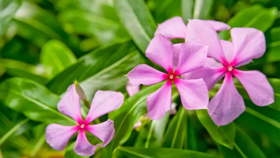 Madagascar periwinkle (Catharanthus roseus). Image © Andrew McRobb.