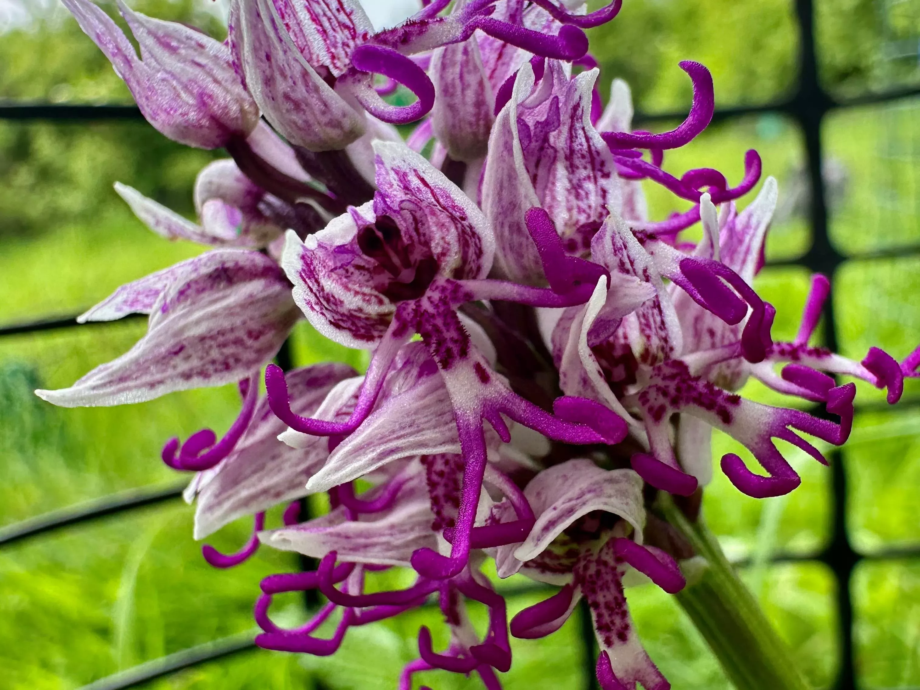 The monkey orchid (Orchis simia), with monkey-shaped petals © RBG Kew A close-up view of the monkey orchid flowers, the petals are shaped like a monkey