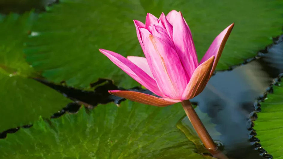 A waterlily at Kew