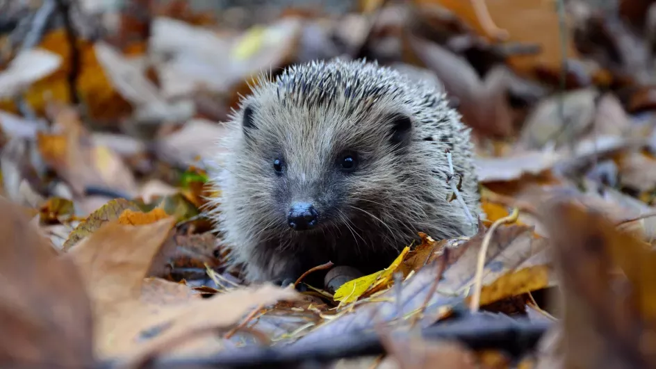 Hedgehog/Unsplash