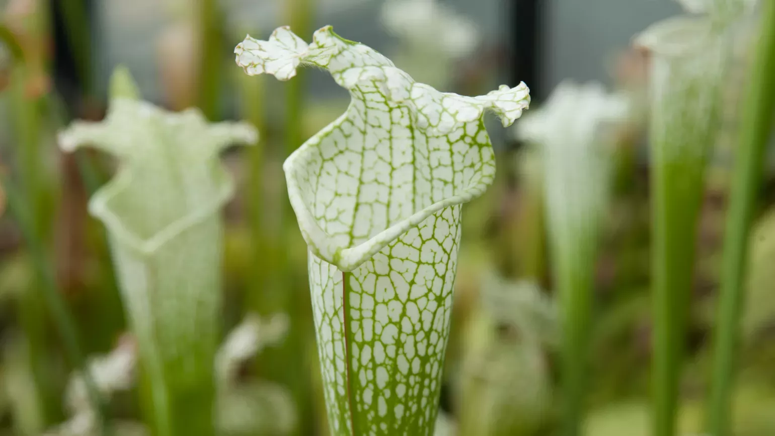 Pitcher plant (Sarracenia alata x leucophylla) ©RBG Kew Pitcher plant (Sarracenia alata x leucophylla)